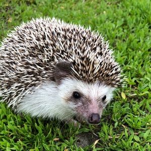 Meet your Posher, Alex